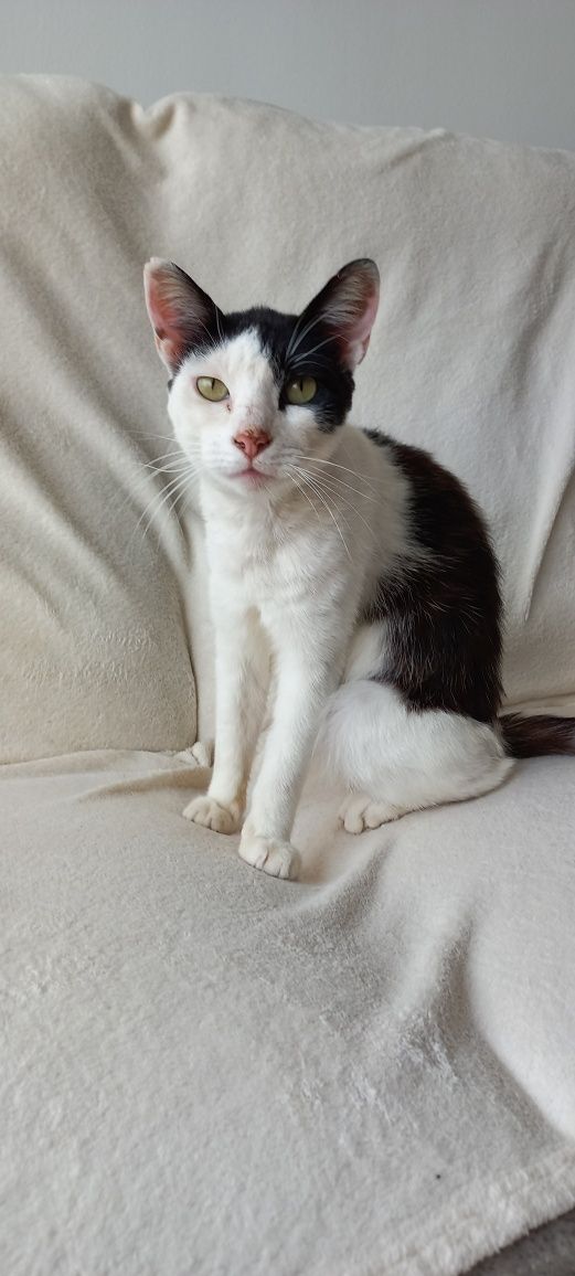Gato para adoção Consciente e Responsável