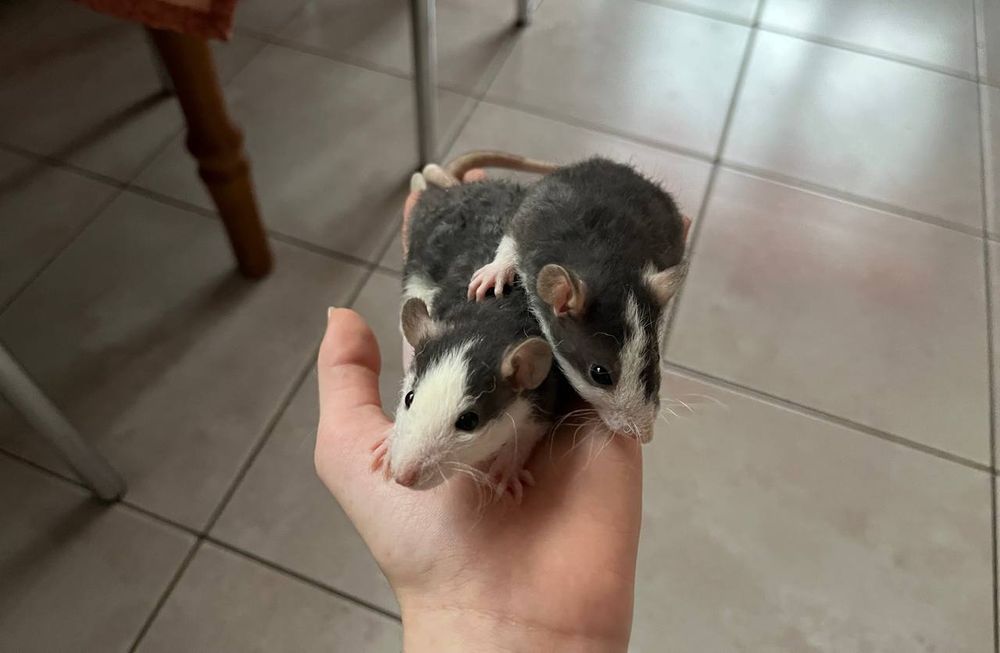 Декоративні щуренята