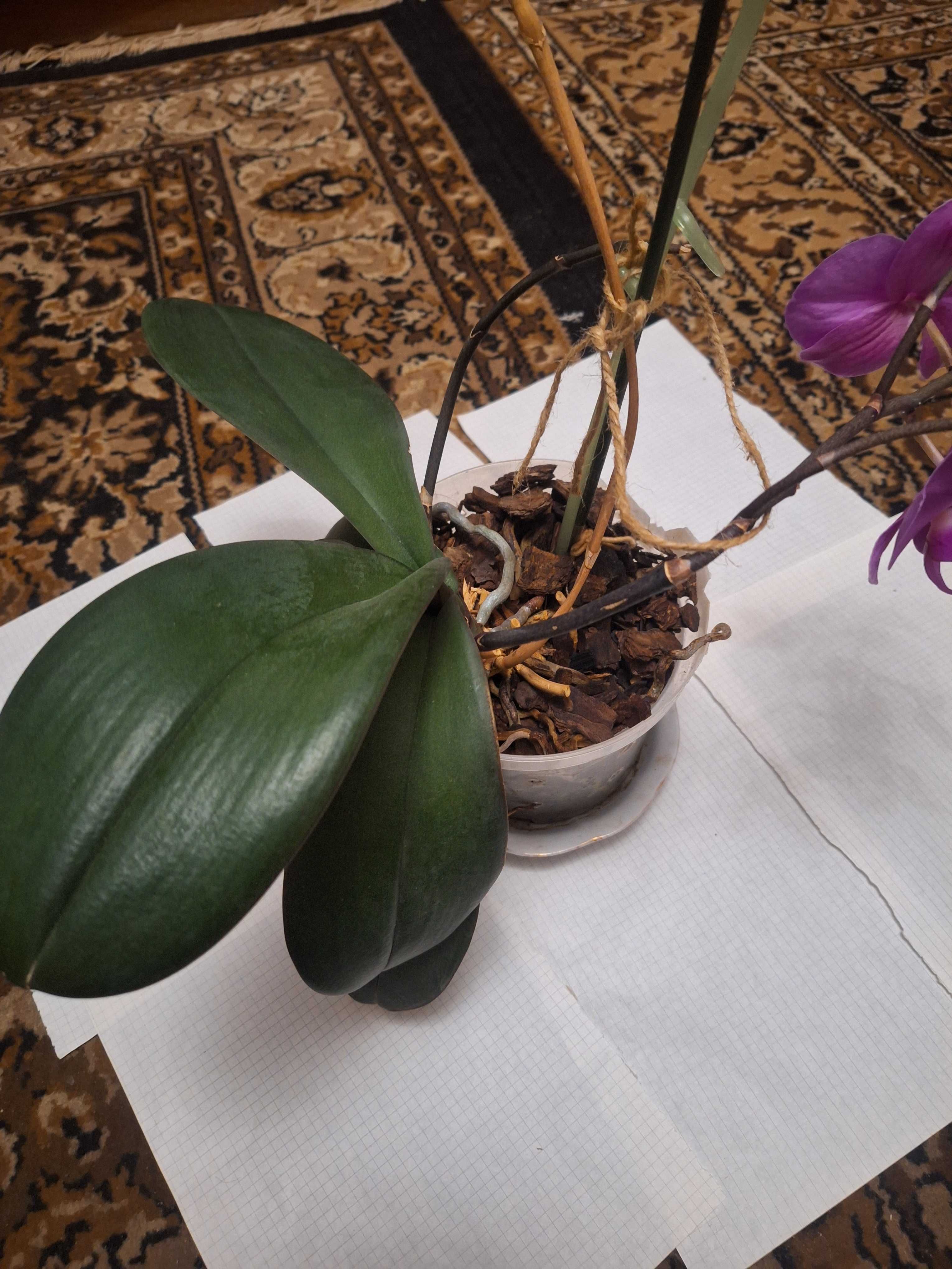 Орхідея фіолетова квітуча