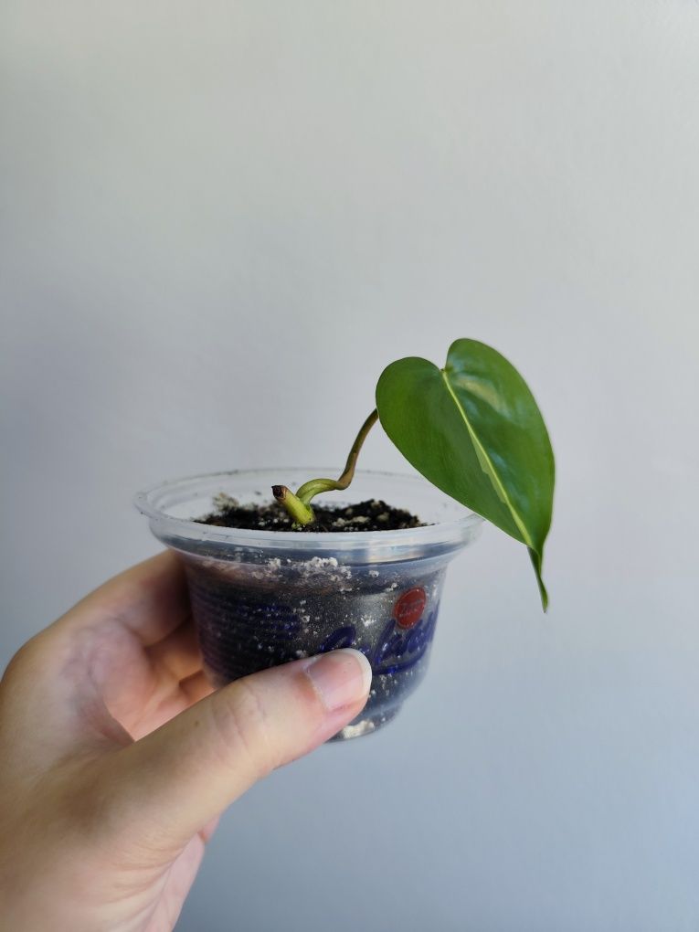Filodendron brasil - roślina doniczkowa