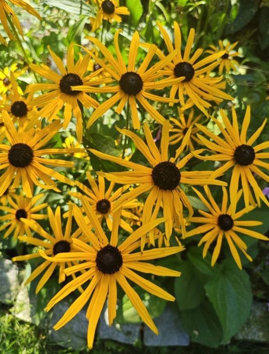 Rudbekia błyskotliwa C3 wyprzedaż