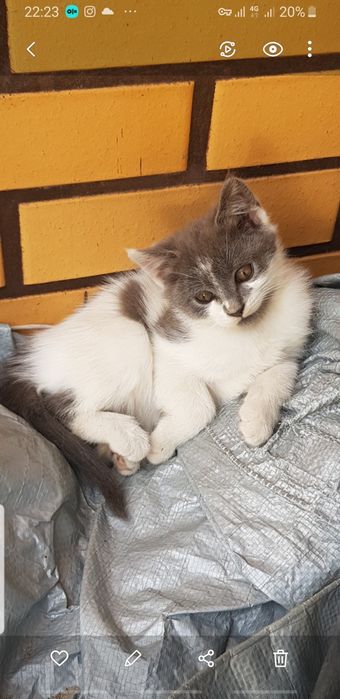 Віддам кошеня в добрі руки