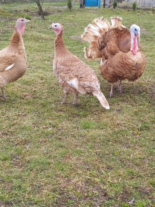 Продам індики бурбон, норфські, біліширокогруді.
