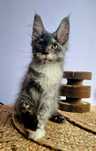 Maine Coon, kotka, rodowód FPL