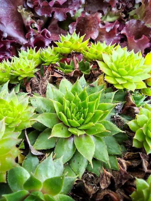 Suculentas . Sempervivum