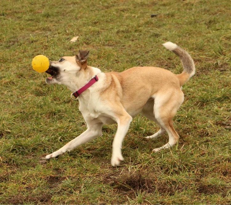 Piękna wesoła Fiona do adopcji