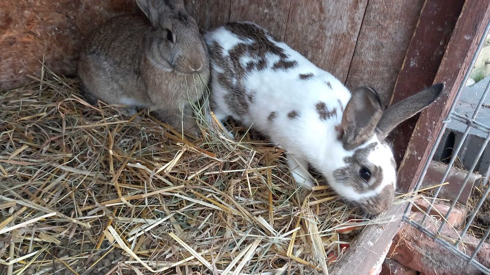 Króliki Wiedeńskie