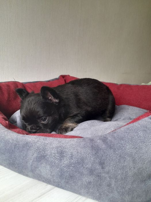 Маленька красуня в ТОП КАЧЕСТВЕ