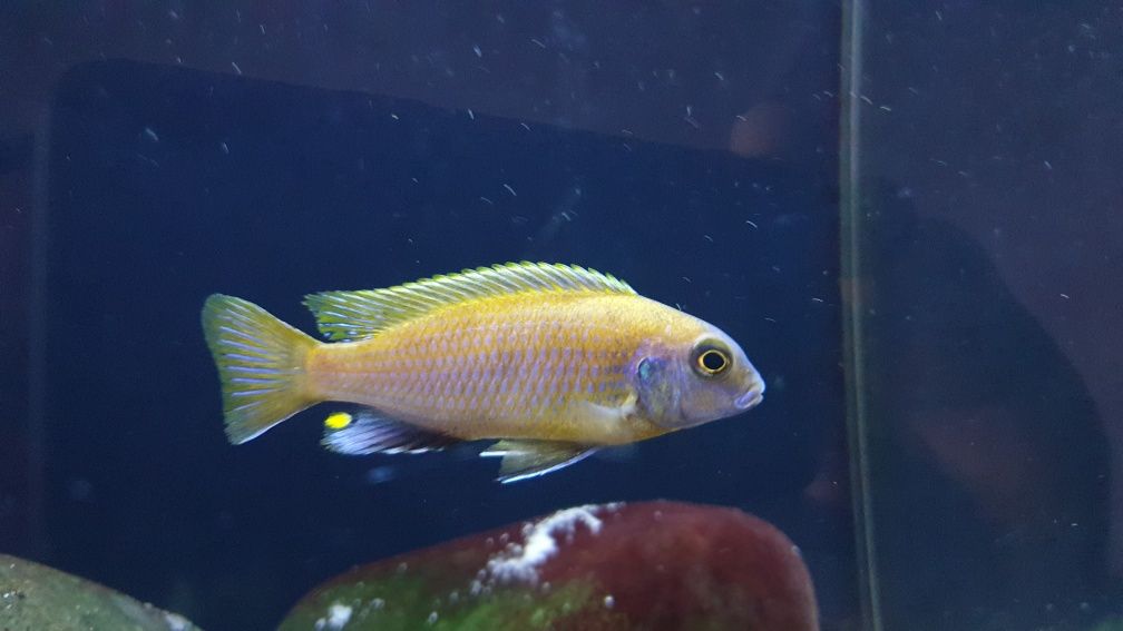 Metriaclima patricki chidunga F1