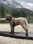 Lagotto Romagnolo szuka odpowiedzialnego domu