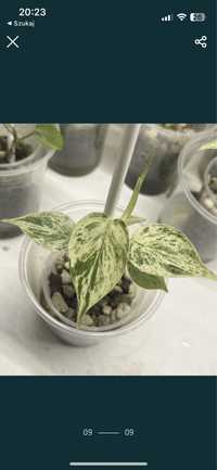 philodendron variegata
