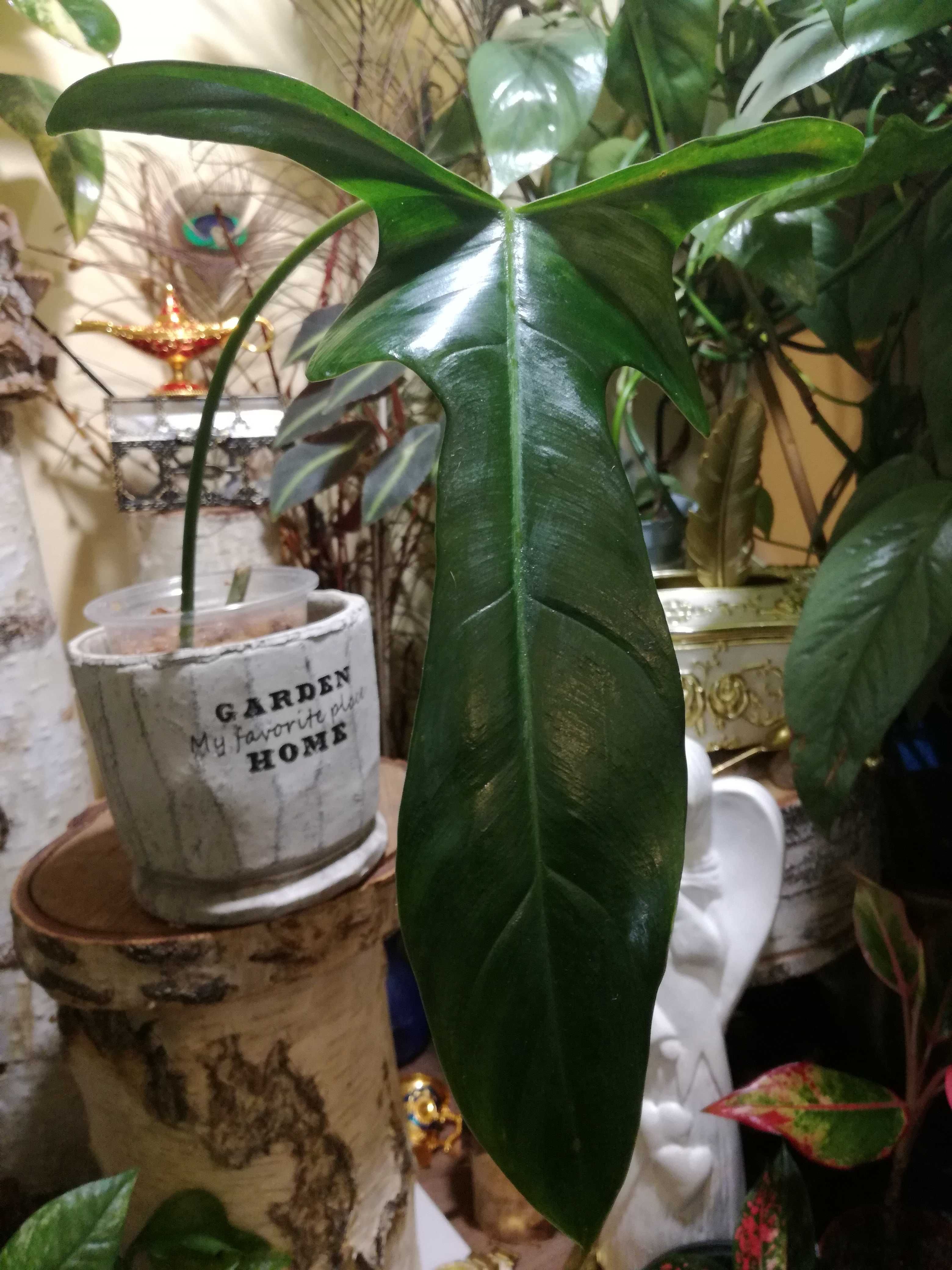 Philodendron Longilobatum Leland Myano UNIKAT monstera filodendron