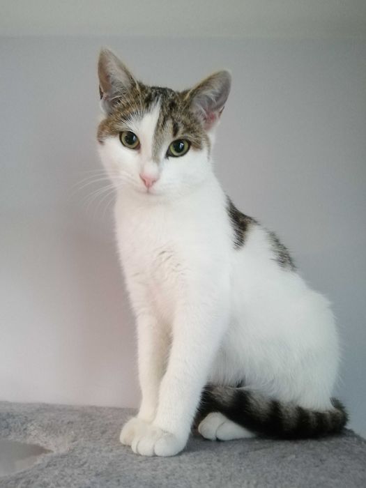 Mała, śliczna kotka po sterylizacji, szuka opiekuna