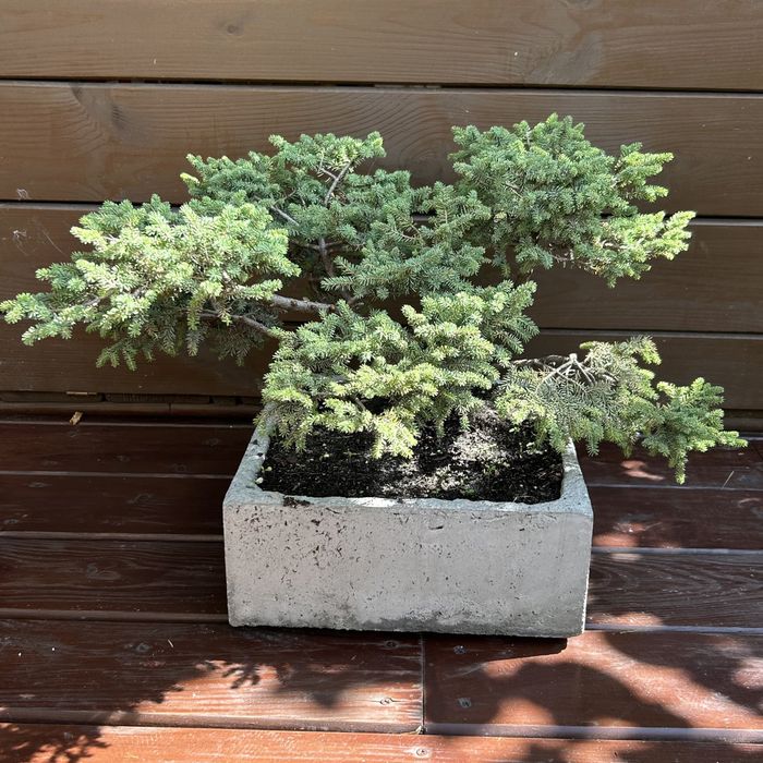 Donica ręcznie wykonana bonsai swierk mini