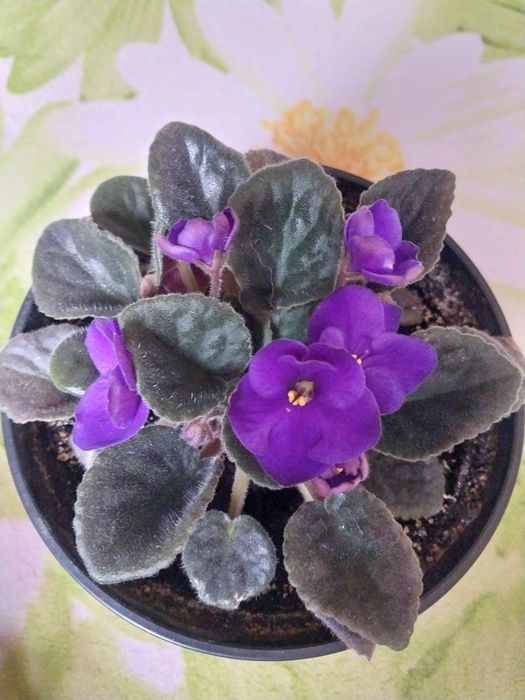 Фіалочка кімнатна