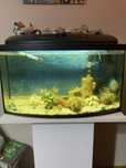 akwarium 50l wraz z polka i akcesoria