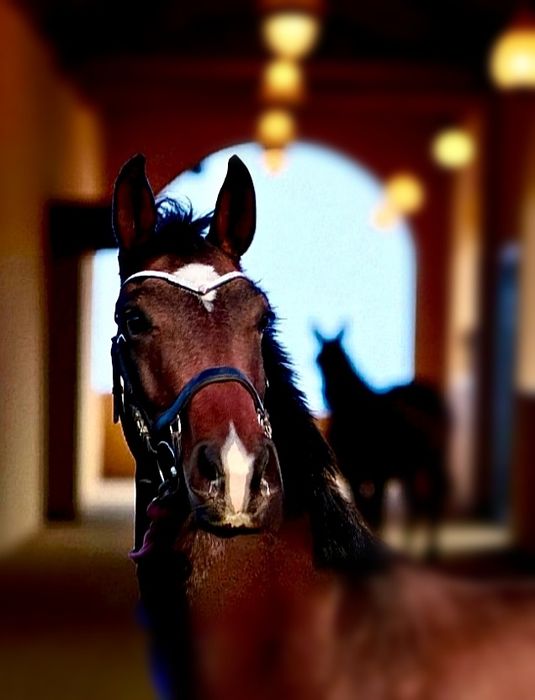 Wałach 3,5 KWPN Dressage