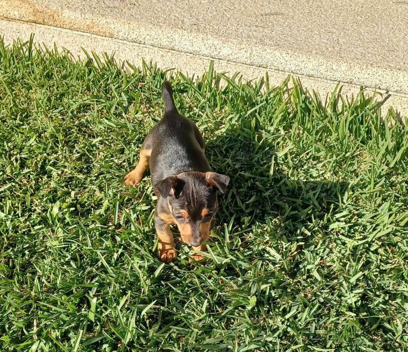 Macho pinscher miniatura