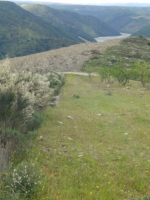 Terreno rústico em Moncorvo