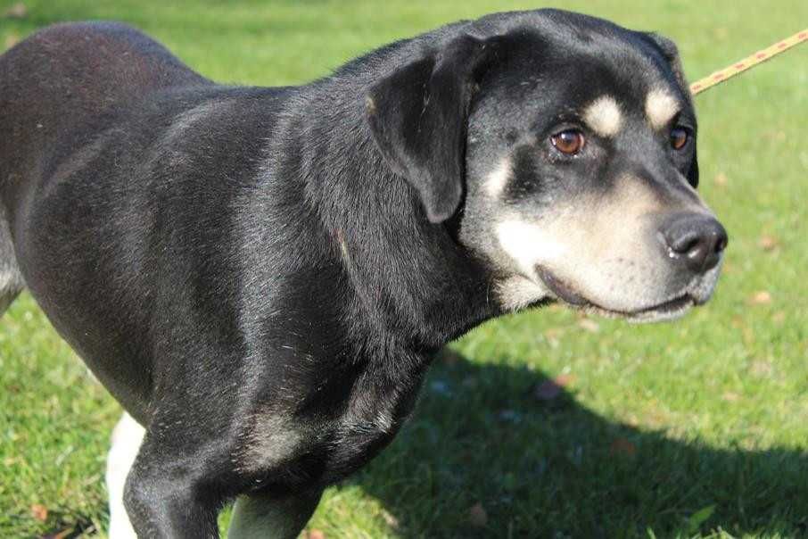 095463 Bruno o adopcji