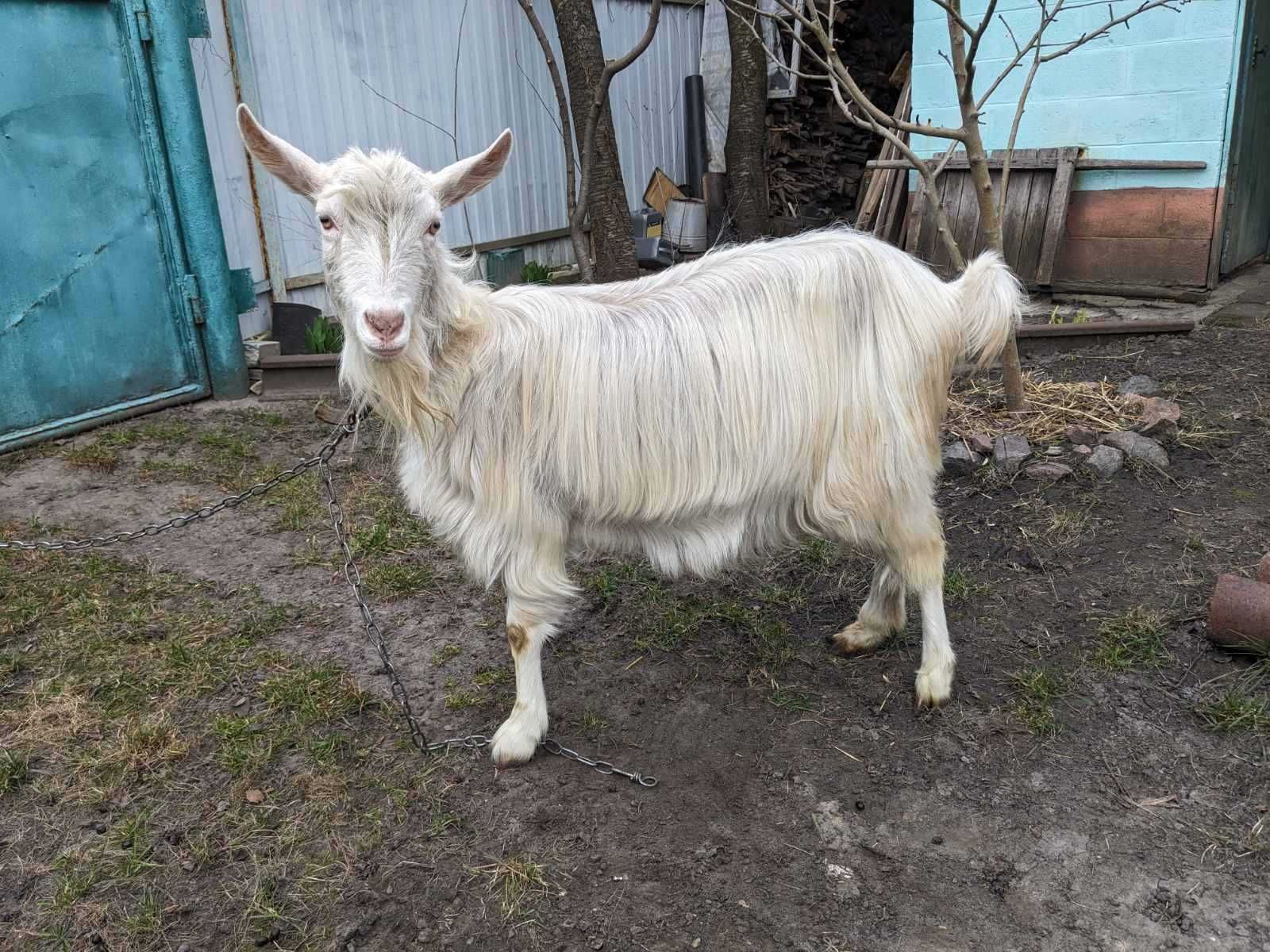 Коза альпійської породи