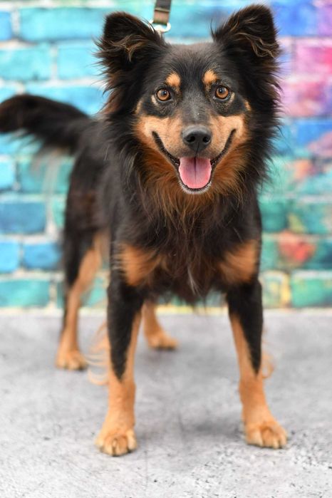 Miedźno znaleziono psa. Szukamy właściciela!