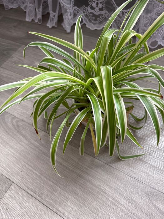 Продается хлорофитум