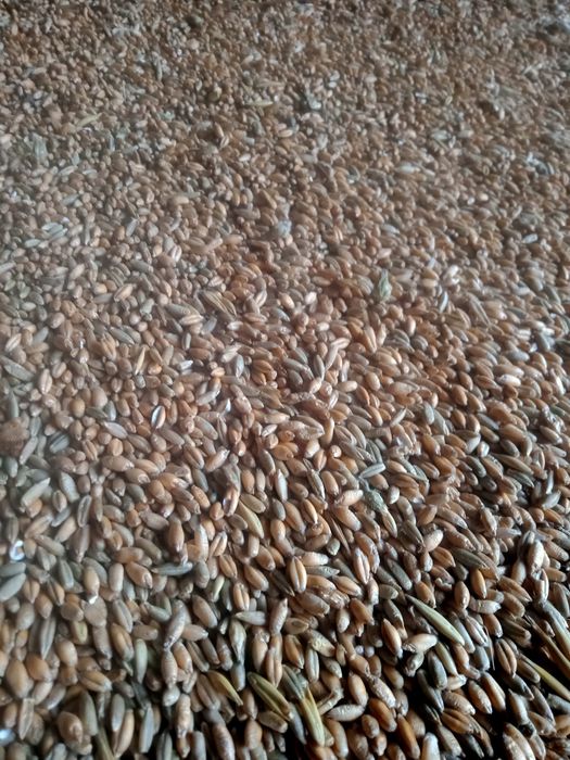 Przenżyto tegoroczne