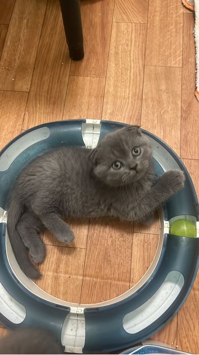 Scottish fold criados em ambiente  familiar