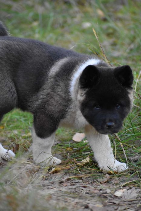 Akita amerykańska, Akity Amerykańskie - suczka ZKwP/FCI