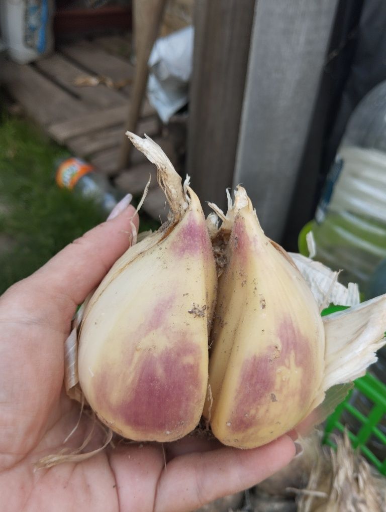 Лук Суворова (анзур)