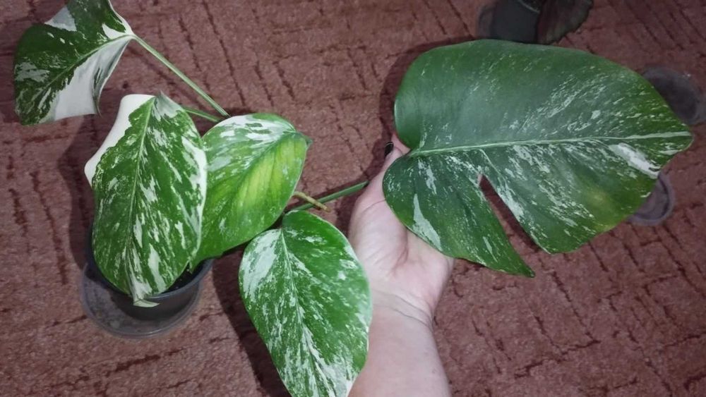 Монстера Варієгата Альба