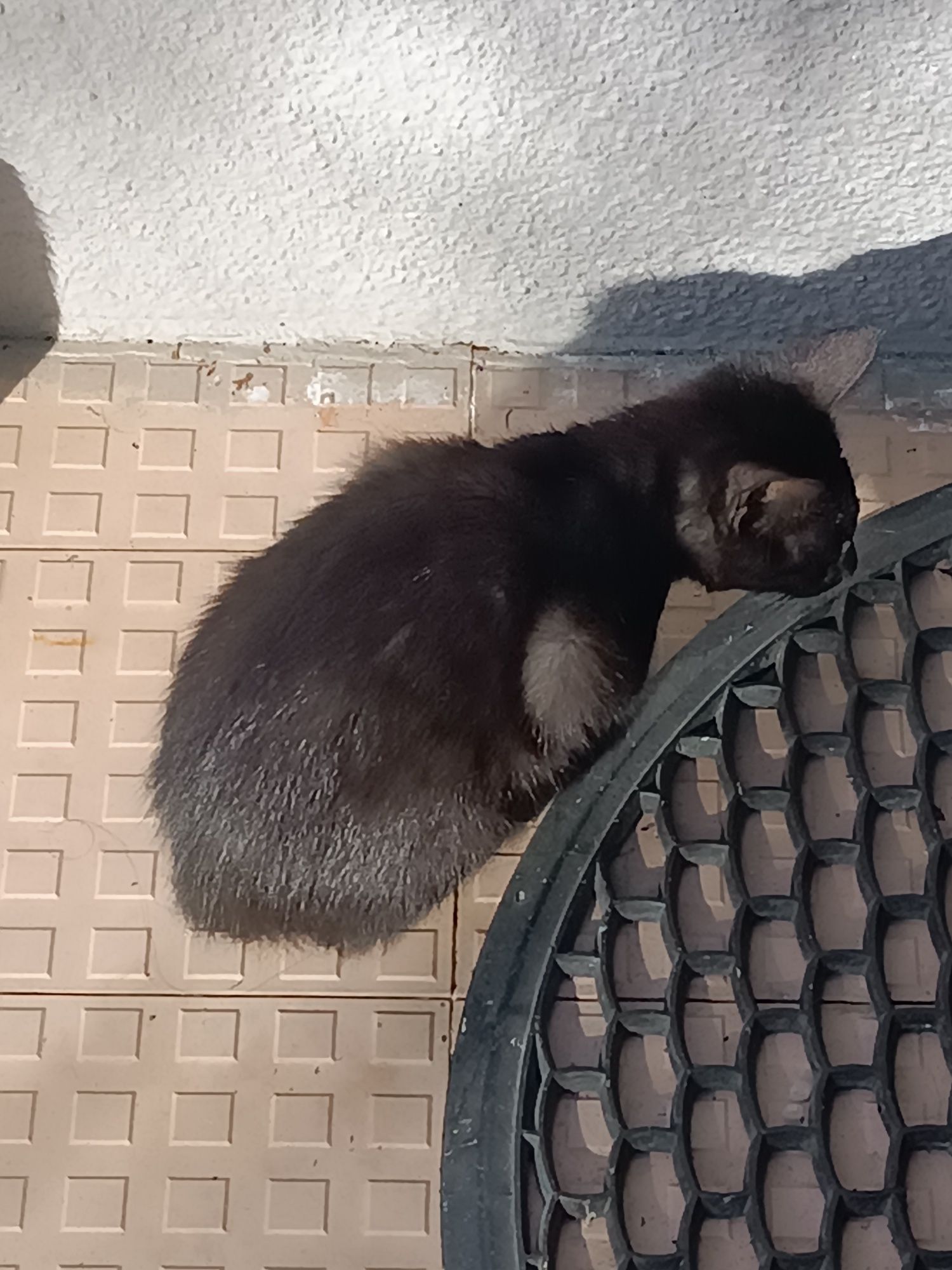 Gatinhos - para Adoção Responsável