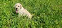 Do odbioru Labrador Retriever ZKwP FCI