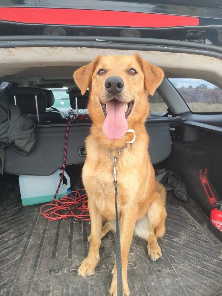 Simon, pies w typie golden, labrador retriever