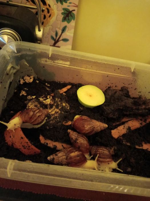 Oddam Lissachatina reticulata