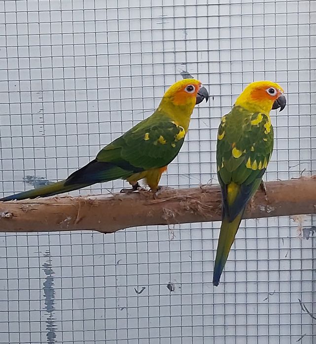 Aratingas sol  de 2025