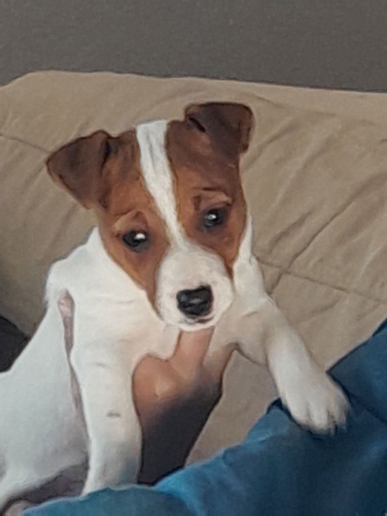 Jack Russell Terrier