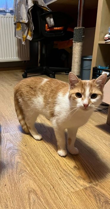 Roczna wysterylizowana kotka szuka domu niewychodzącego