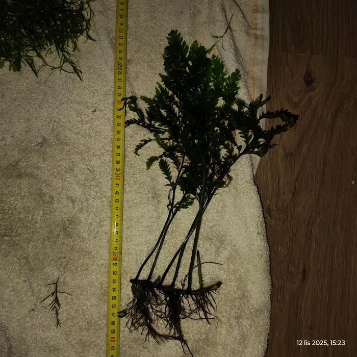 Sprzedam Bolbitis Heudeloti (paproć)