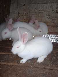 Кролики для розведення