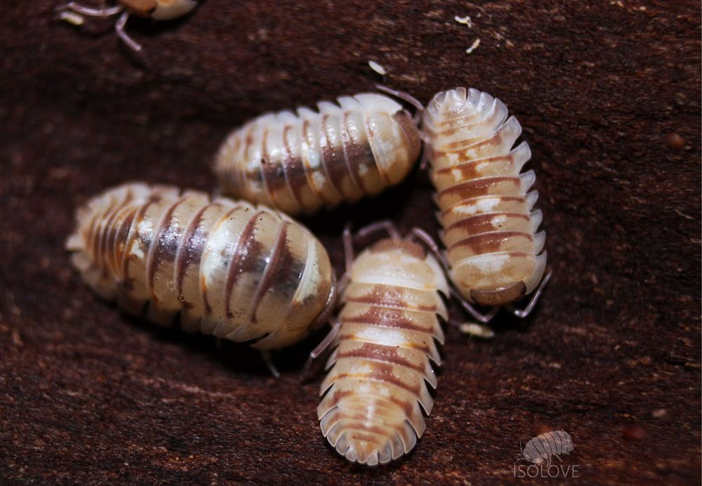 Armadillidium espanyoli “marbelized”, równonogi, isopoda