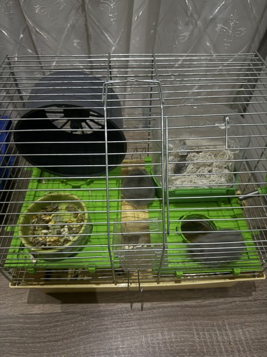 Продам джунгарских хомячков с клеткой