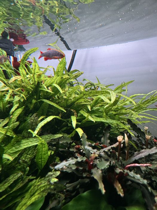 Rasboras Galaxy (Danio margaritatus)