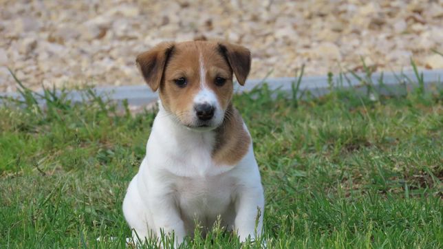 Jack Russell Terrier/BREFIO - suczka biało-brązowa
