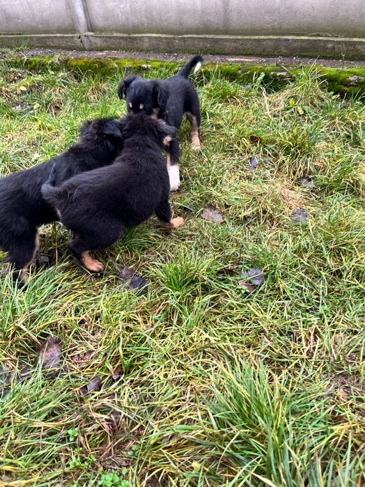 Oddam szczeniaki w dobre ręce