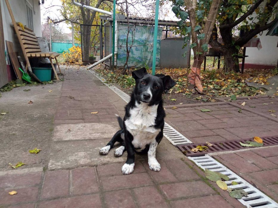 Стерилізована дівчинка маленької породи