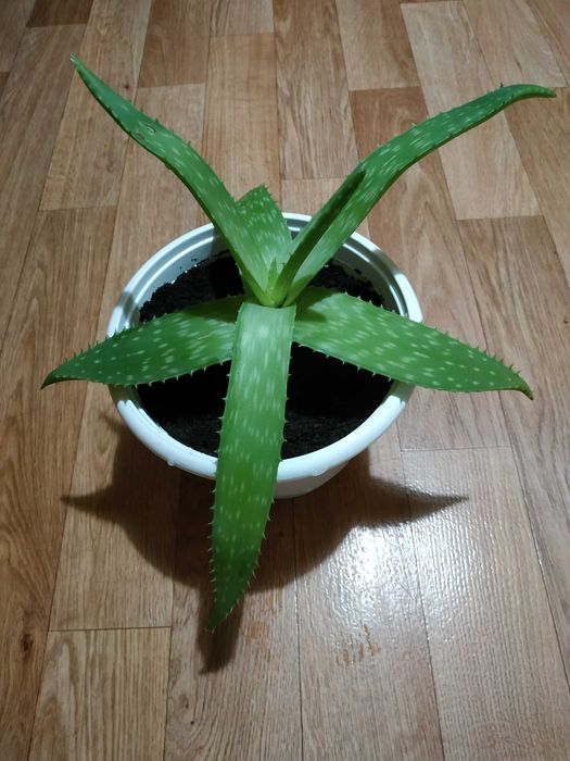 Квіти Алоє Вера товстолистий