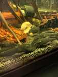 Peixes Ancistrus