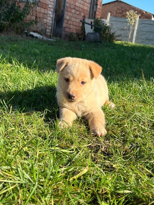 Цуценята Лабрадор